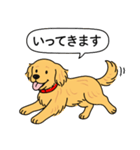 ゴールデンレトリバー (ゴールド)（個別スタンプ：17）