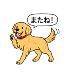 ゴールデンレトリバー (ゴールド)（個別スタンプ：18）