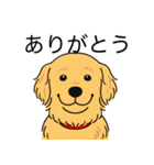 ゴールデンレトリバー (ゴールド)（個別スタンプ：21）