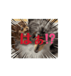 Patoru_Nuua（個別スタンプ：4）