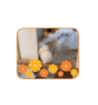 ぼくもちの動くスタンプ（個別スタンプ：2）
