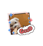 ぼくもちの動くスタンプ（個別スタンプ：10）