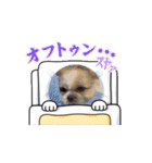 ぼくもちの動くスタンプ（個別スタンプ：13）