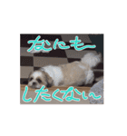 ぼくもちの動くスタンプ（個別スタンプ：16）