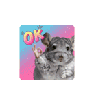 OK！series chinchilla dog（個別スタンプ：1）
