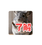 OK！series chinchilla dog（個別スタンプ：7）