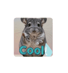OK！series chinchilla dog（個別スタンプ：9）