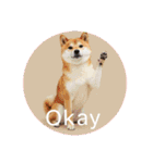 OK！series chinchilla dog（個別スタンプ：15）