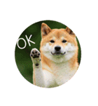 OK！series chinchilla dog（個別スタンプ：17）