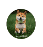 OK！series chinchilla dog（個別スタンプ：20）