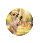OK！series chinchilla dog（個別スタンプ：24）