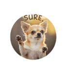 OK！series chinchilla dog（個別スタンプ：26）