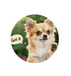 OK！series chinchilla dog（個別スタンプ：27）