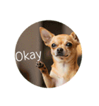 OK！series chinchilla dog（個別スタンプ：28）