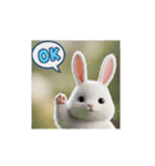 OK！series chinchilla dog（個別スタンプ：34）