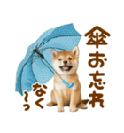 梅雨初夏♡わんこ（個別スタンプ：7）