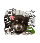 ℃hoco（個別スタンプ：10）