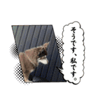 ℃hoco（個別スタンプ：11）