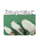 ℃hoco（個別スタンプ：17）