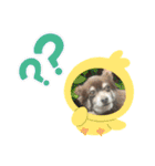 ℃hoco（個別スタンプ：28）