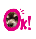 ℃hoco（個別スタンプ：30）