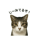 のぞき猫の日常ことばスタンプ①（個別スタンプ：1）