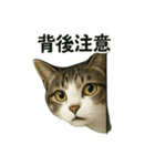 のぞき猫の日常ことばスタンプ①（個別スタンプ：3）