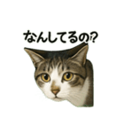 のぞき猫の日常ことばスタンプ①（個別スタンプ：8）
