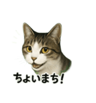のぞき猫の日常ことばスタンプ①（個別スタンプ：9）