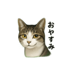 のぞき猫の日常ことばスタンプ①（個別スタンプ：11）