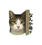 のぞき猫の日常ことばスタンプ①（個別スタンプ：13）