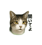 のぞき猫の日常ことばスタンプ①（個別スタンプ：14）
