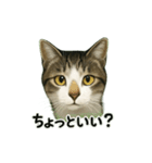 のぞき猫の日常ことばスタンプ①（個別スタンプ：15）