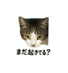 のぞき猫の日常ことばスタンプ①（個別スタンプ：16）
