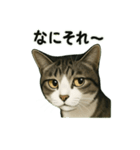 のぞき猫の日常ことばスタンプ①（個別スタンプ：19）