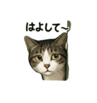 のぞき猫の日常ことばスタンプ①（個別スタンプ：21）