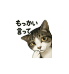 のぞき猫の日常ことばスタンプ①（個別スタンプ：22）