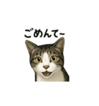 のぞき猫の日常ことばスタンプ①（個別スタンプ：24）