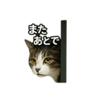のぞき猫の日常ことばスタンプ①（個別スタンプ：25）