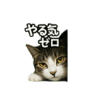 のぞき猫の日常ことばスタンプ①（個別スタンプ：26）