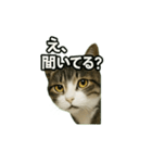 のぞき猫の日常ことばスタンプ①（個別スタンプ：27）