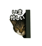 のぞき猫の日常ことばスタンプ①（個別スタンプ：28）
