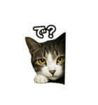 のぞき猫の日常ことばスタンプ①（個別スタンプ：29）