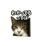 のぞき猫の日常ことばスタンプ①（個別スタンプ：31）