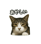 のぞき猫の日常ことばスタンプ①（個別スタンプ：33）