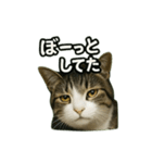 のぞき猫の日常ことばスタンプ①（個別スタンプ：34）
