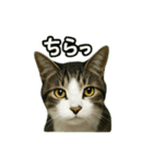 のぞき猫の日常ことばスタンプ①（個別スタンプ：35）
