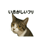 のぞき猫の日常ことばスタンプ①（個別スタンプ：36）