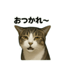 のぞき猫の日常ことばスタンプ①（個別スタンプ：38）