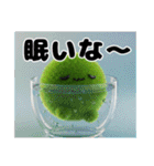 可愛い まりも達2（個別スタンプ：8）